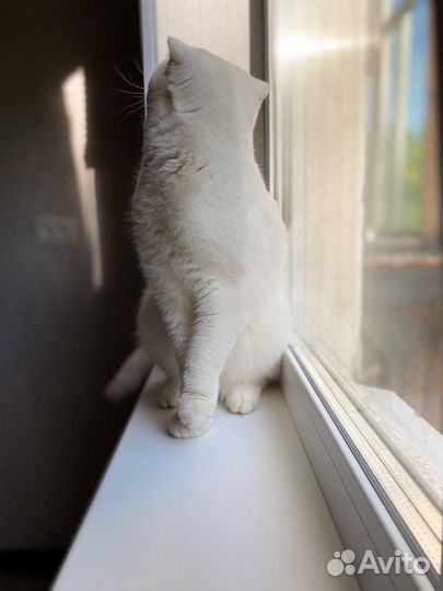 Вязка с британцем