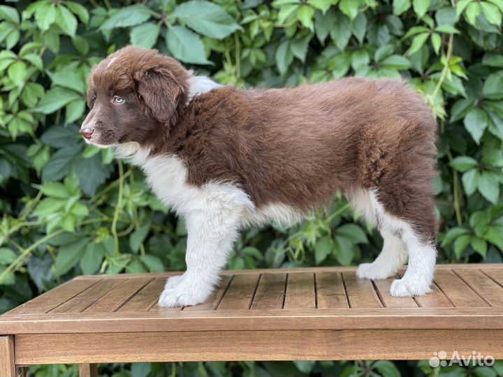 Бордер колли щенки