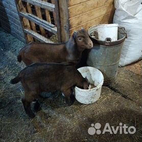 Бурская порода коз: характеристика, фото, продуктивность