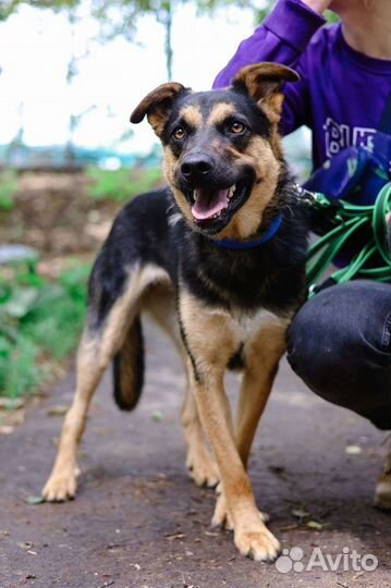 Собака в добрые руки из приюта