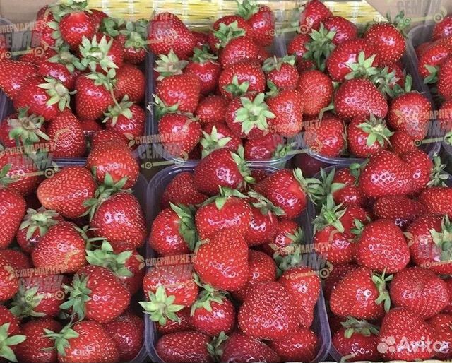 Саженцы клубники фриго