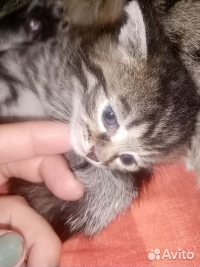 Котенок в добрые руки