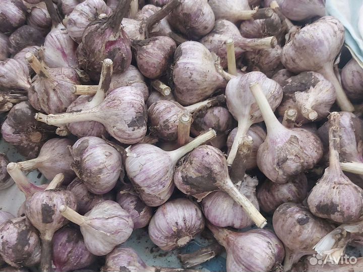 Чеснок домашний крупный