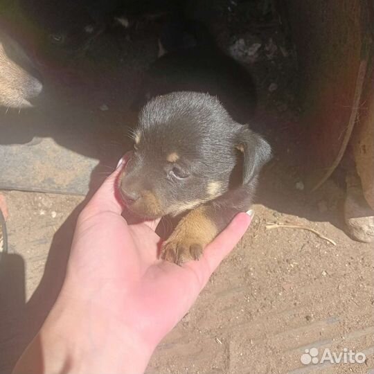 Собака в добрые руки отдам бесплатно