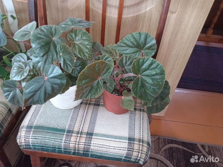 Сциндапсус золотистый, бегония