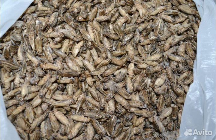 Замороженные сверчки