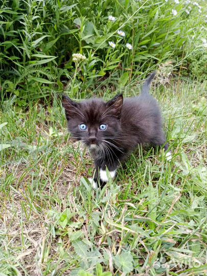 Прекрасные котята ищут любящий дом