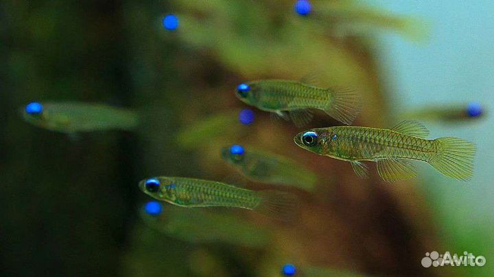 Голубоглазка Нормана