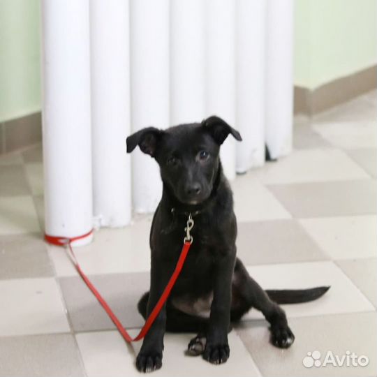 В самые ответственные руки пристраивается