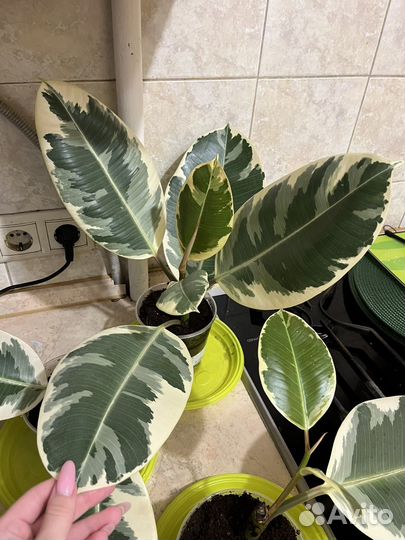 Фикус каучуконосный (эластика) Тинеке