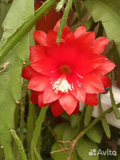 Продам цветы комнатные