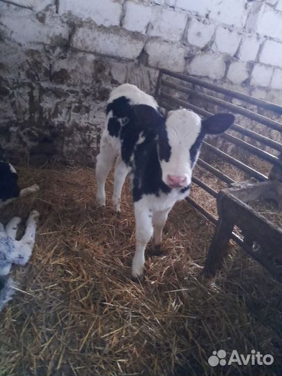 Бычки и телята