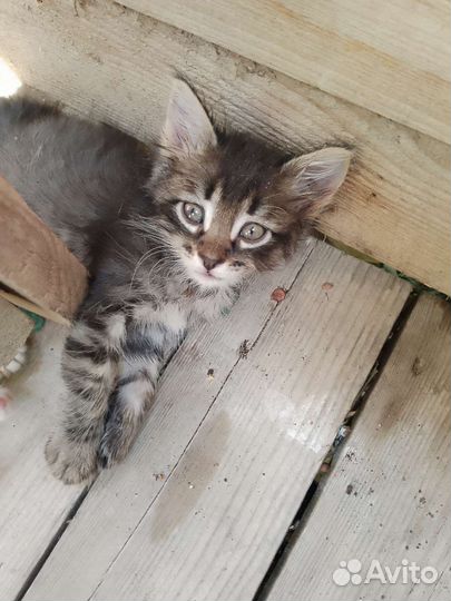 Котята в добрые руки бесплатно