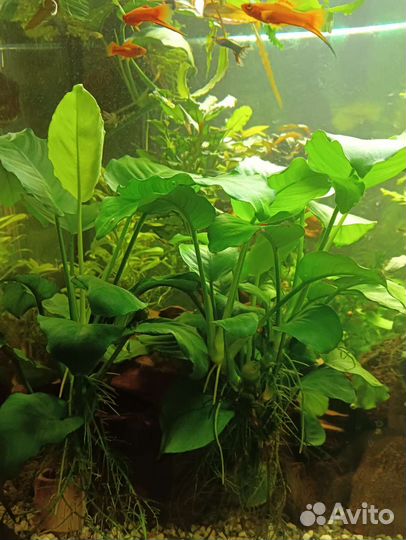Аквариумные растения