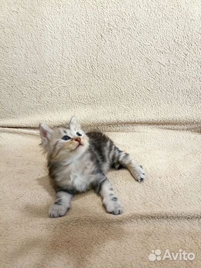 Курильский бобтейл