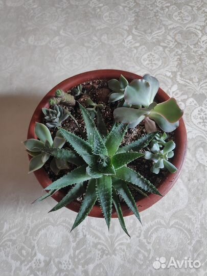 Суккуленты (композиция в горшке)