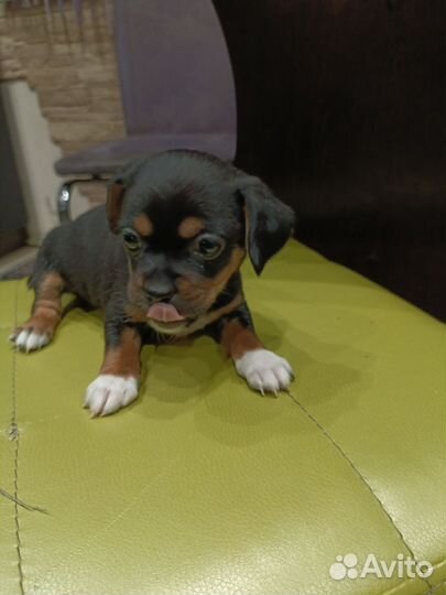 Кутята чехуа хуа