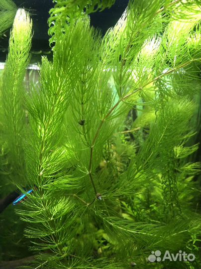 Роголистник (аквариумное растение)