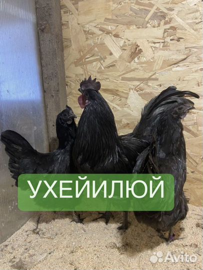 Инкубационное яйцо Ухейилюй