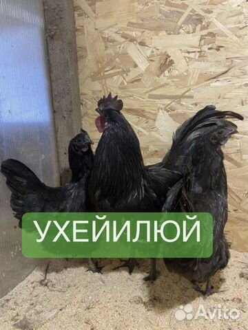 Инкубационное яйцо Ухейилюй