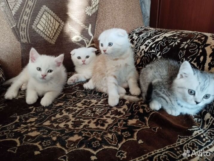 Британские котята