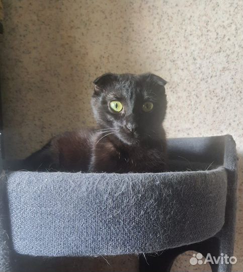 Кошка Элли в добрые руки