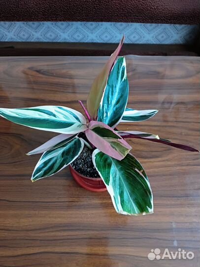 Строманта триостар (триколор)