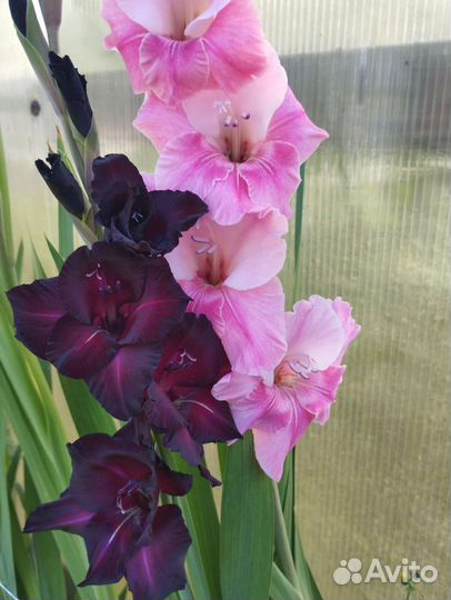 Гладиолусы срезка