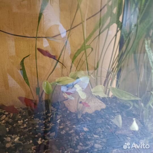 Аквариумные рыбки