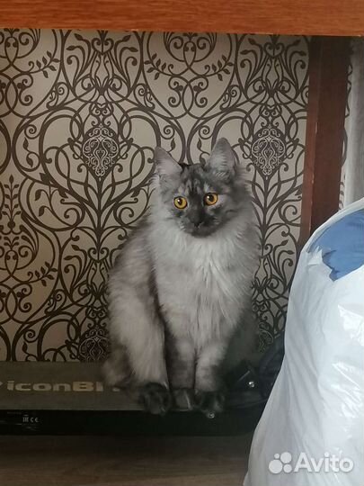 Отдам в добрые руки