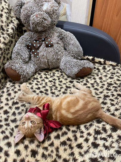 Котятам очень нужен дом