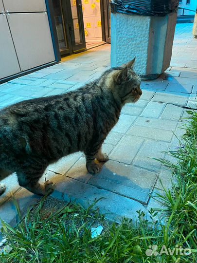 Кот в добрые руки