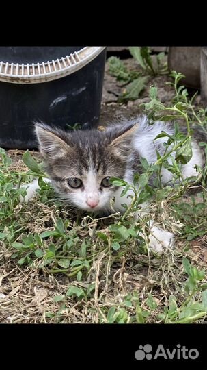 Котенок девочка