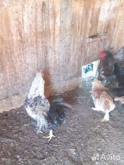 Молодые петушки от домашних кур