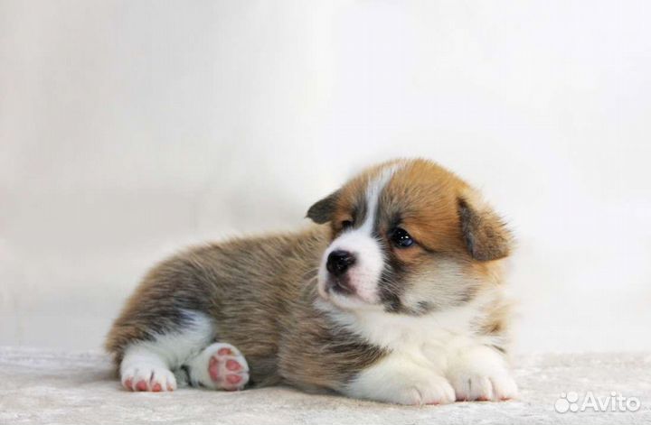 Щенки Вельш Корги Пемброка