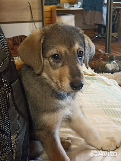 Красавица Дымка в добрые руки