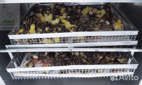 Инкубационное яйцо перепелов