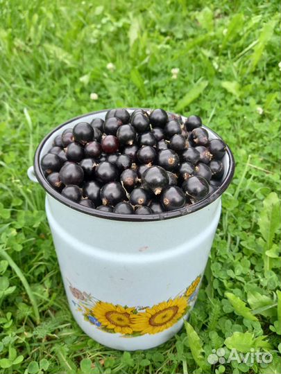 Смородина чёрная,крупная,сладкая.Свежий сбор