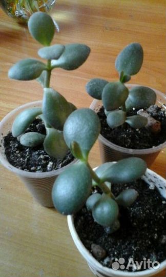 Денежное дерево