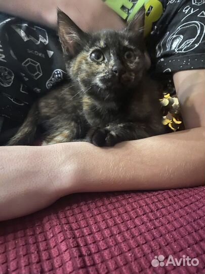 Черепаховая кошка