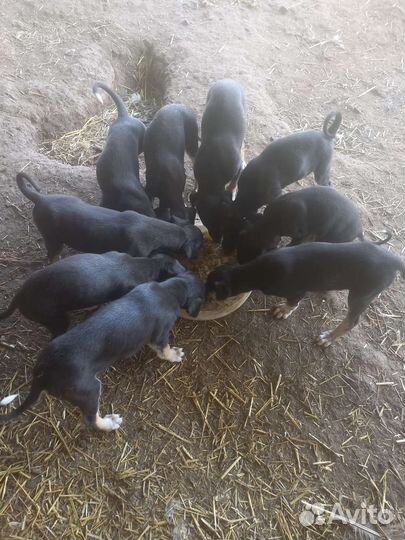 Щенки Хортой борзой