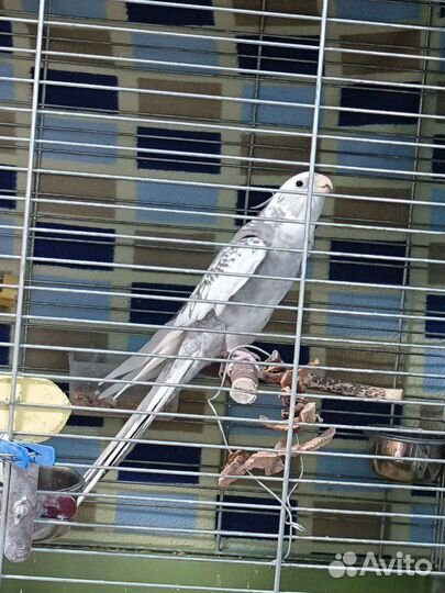 Годовалый белолиций мальчик кореллы с клеткой