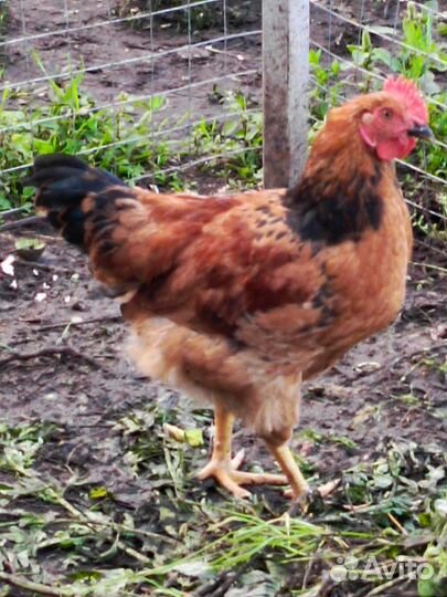 Молодые петушки