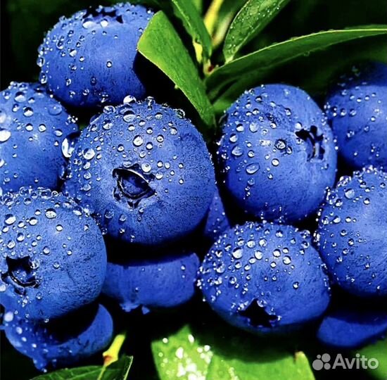 Ягода голубика самая сладкая домашняя садовая