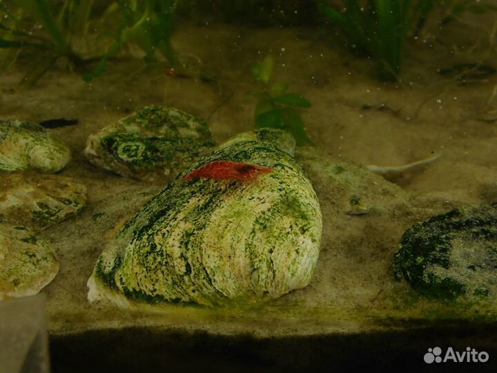 Аквариумные рыбки, креветки, растения