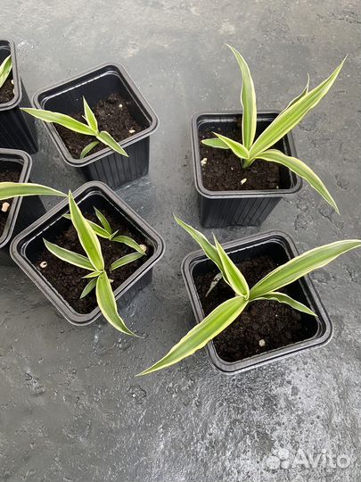 Хлорофитум