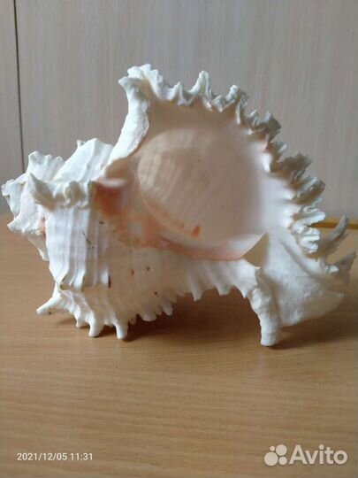 Ракушка морская