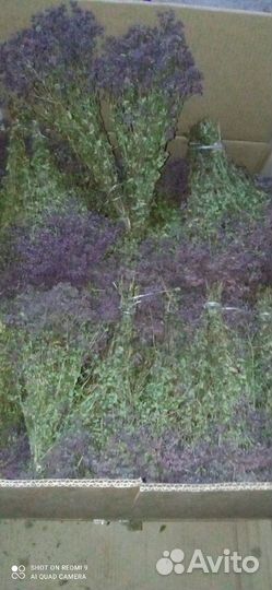 Душитса матрешка