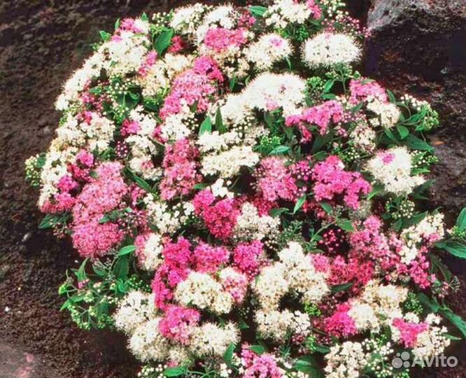 Саженцы спиреи