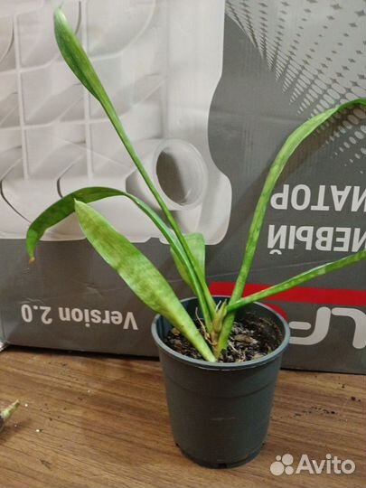 Отростки и семена комнатных растений